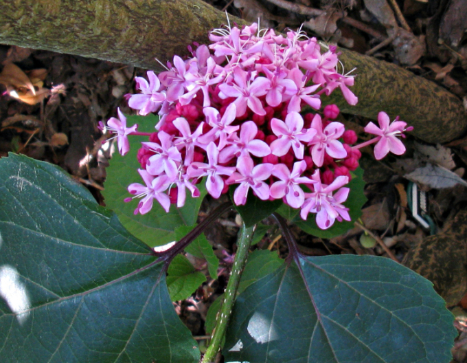 China Losbaum - Clerodendrum bungei