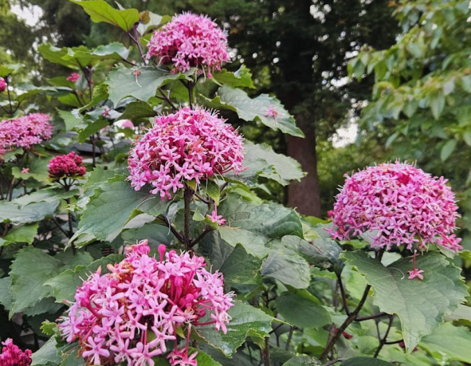 China Losbaum - Clerodendrum bungei