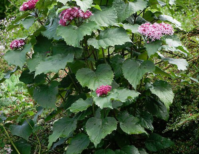 China Losbaum - Clerodendrum bungei