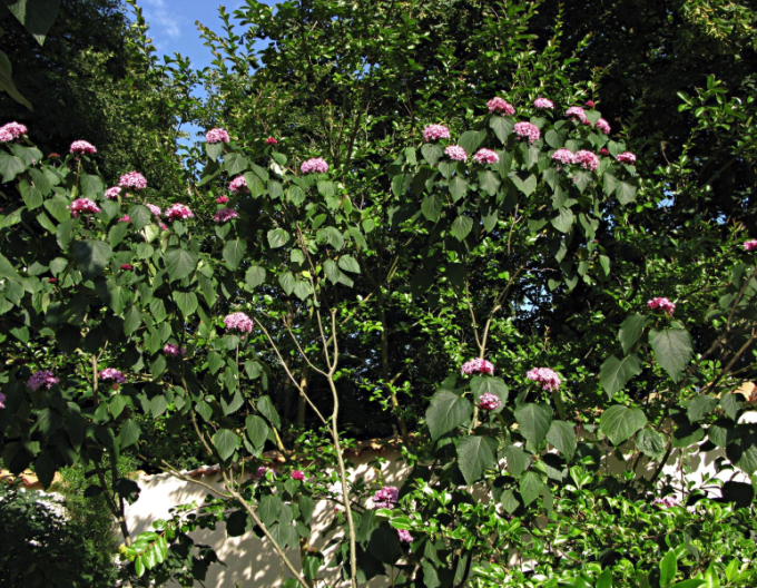 China Losbaum - Clerodendrum bungei