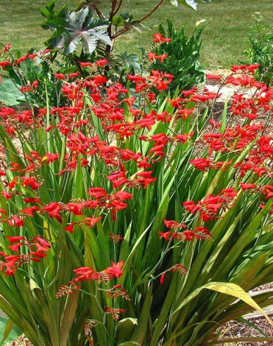 Crocosmia ’Emberglow’
