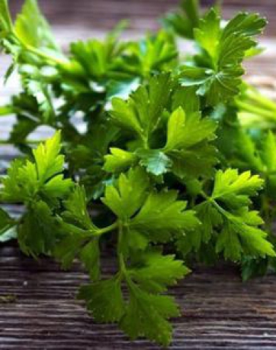 Gartenpetersilie
