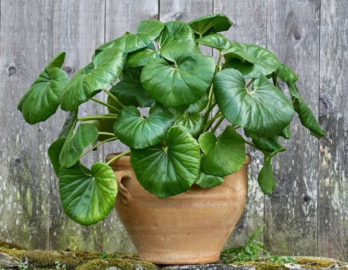Farfugium japonica Giganteum