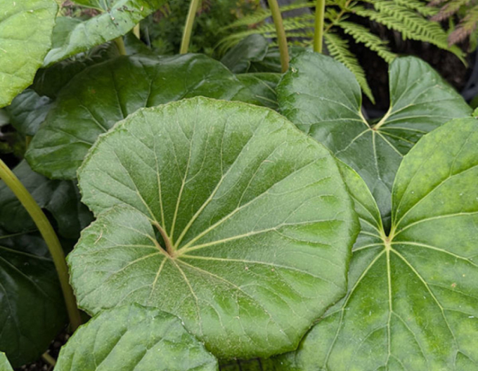 Farfugium japonica Giganteum