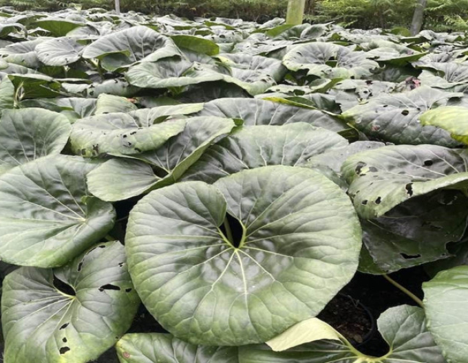 Farfugium japonica Giganteum
