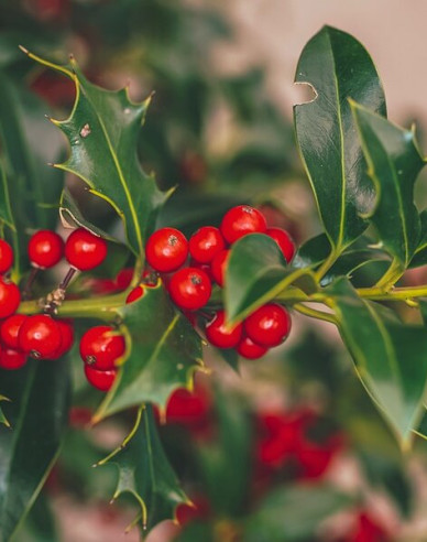 Myrtenblättrige Hülse ´Alaska´