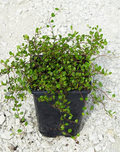 Muhlenbeckia axillaris