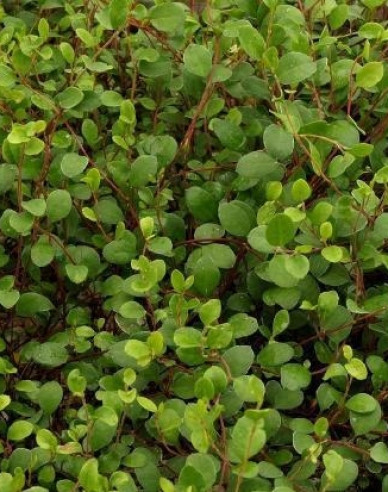 Muhlenbeckia axillaris