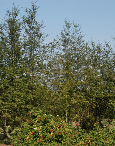 Antarktische Scheinbuche - Nothofagus antarctica