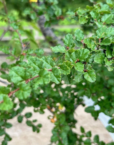 Antarktische Scheinbuche - Nothofagus antarctica