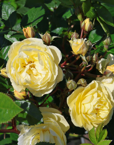 Rose ´Lemon Siluetta´