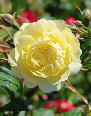 Rose ´Lemon Siluetta´