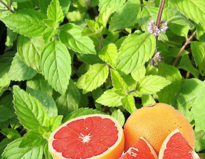 Pfefferminze Grapefruit