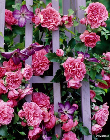 Rose Rosarium Uetersen