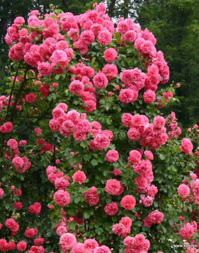 Rose Rosarium Uetersen