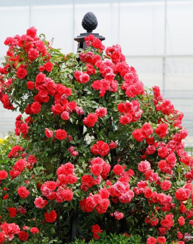 Rose Rosarium Uetersen