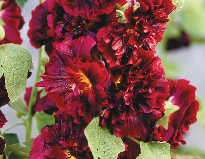 Stockrose  Spring Celebrities Crimson