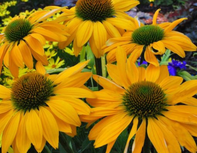 Echinacea Leilani