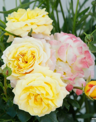 Rose Rose der Hoffnung