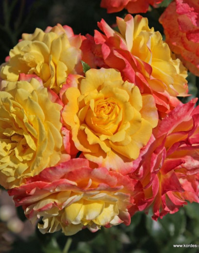 Rose Rose der Hoffnung