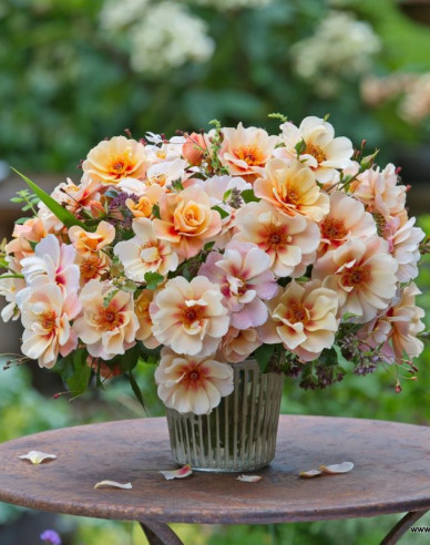 Rose See You in Apricot