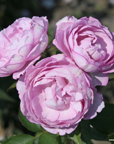 Rose Herzogin Dorothea