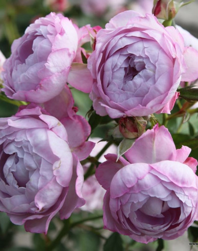 Rose Herzogin Dorothea