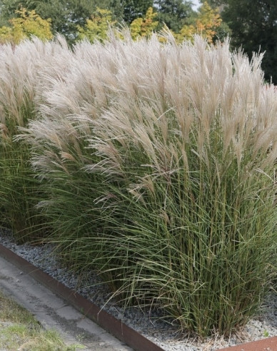 Chinaschilf  Kleine Silberspinne 2l