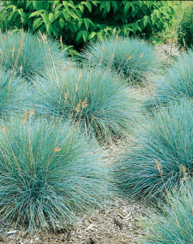 Schwingel Elijah Blue 10l