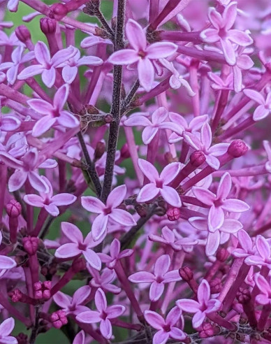 Flieder Dark Purple - Stämmchen