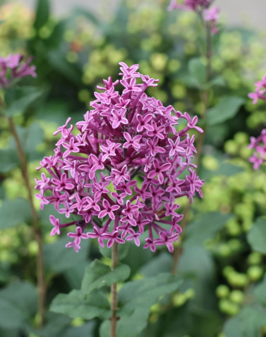 Flieder Dark Purple - Stämmchen