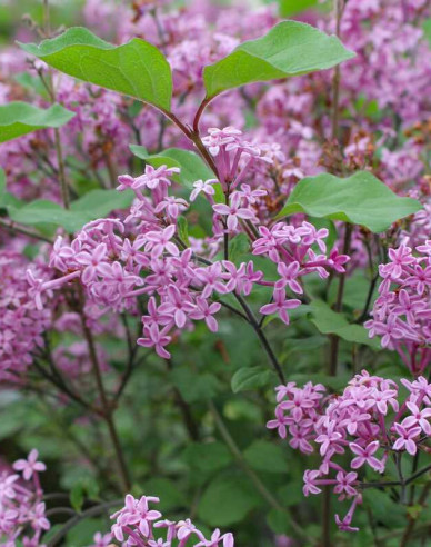 Flieder Dark Purple - Stämmchen