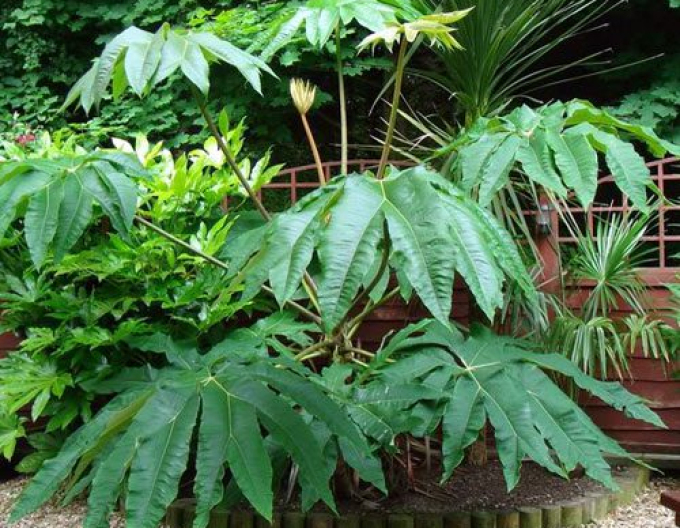 Aralia papyrodarum Rex