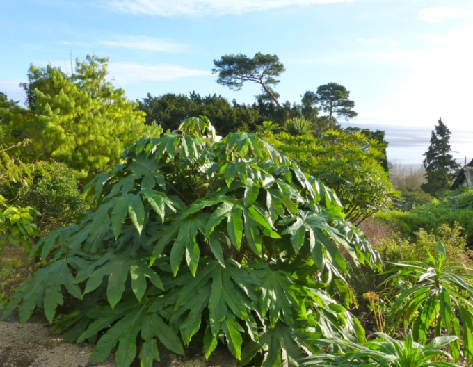 Aralia papyrodarum Rex