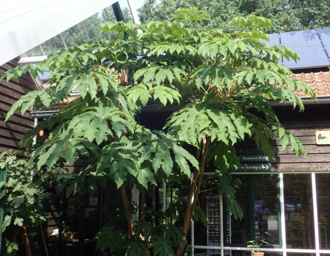 Aralia papyrodarum Rex