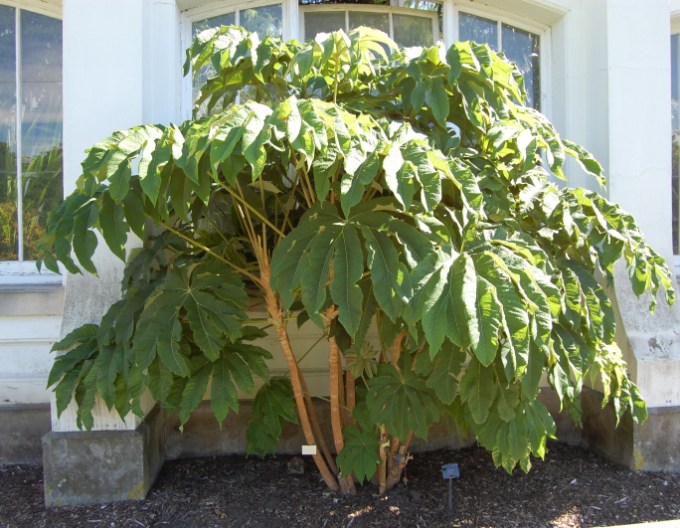 Aralia papyrodarum Rex