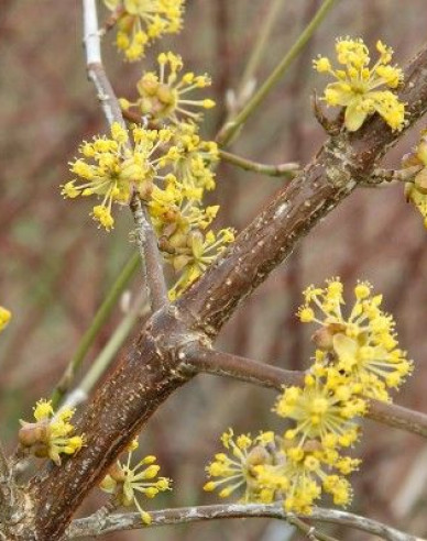 Gewöhnlicher Hartriegel Jolico 160cm