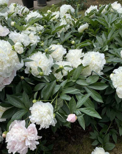 Pfingstrose  Duchesse de Nemours