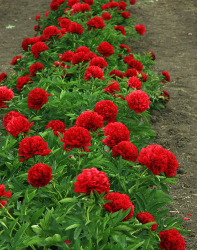 Pfingstrose Eliza Lundy