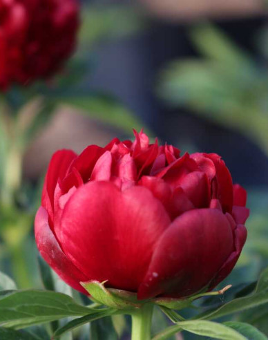 Pfingstrose Eliza Lundy