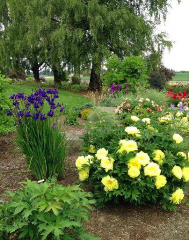 Pfingstrose itoh Bartzella Hybride