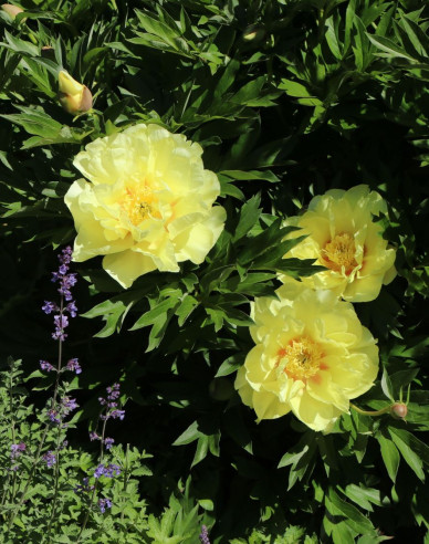 Pfingstrose itoh Bartzella Hybride