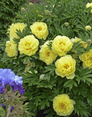 Pfingstrose itoh Bartzella Hybride