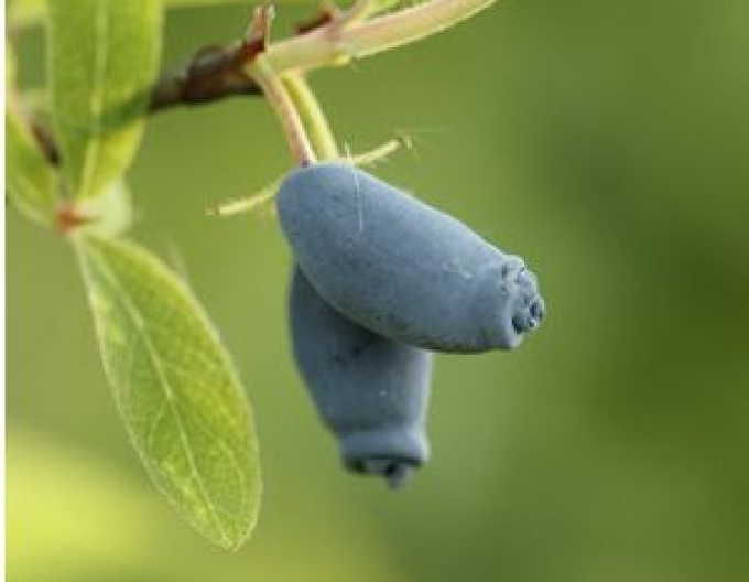 Kamtschatka-Erdbeere Blue Triumph