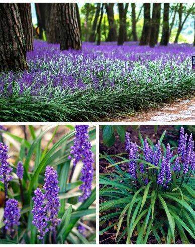 Liriope  Purple Passion 9x9