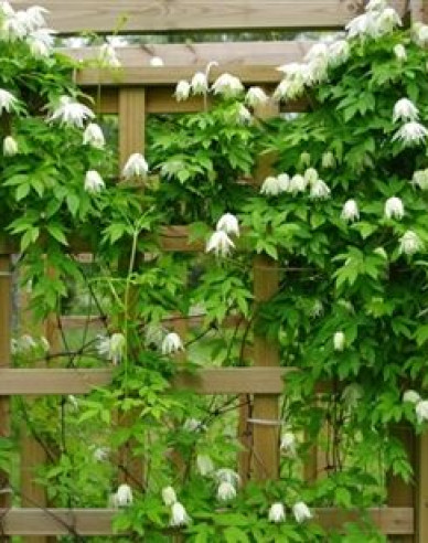 Waldrebe  Albina Plena