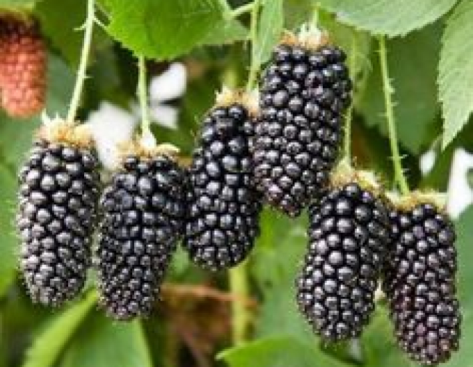 Brombeere (Rubus fruticosus Black Butte)