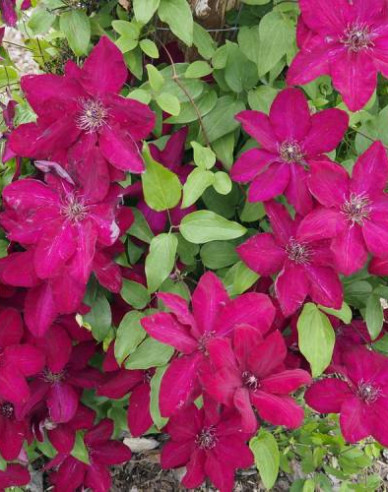 Waldrebe Solidarnosc