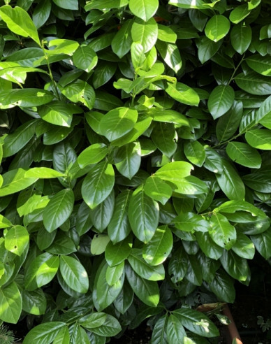 Lauricum medicalum Novita 3L