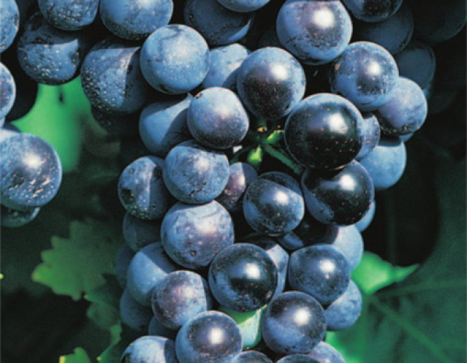 Tafelrebe Muscat Blue